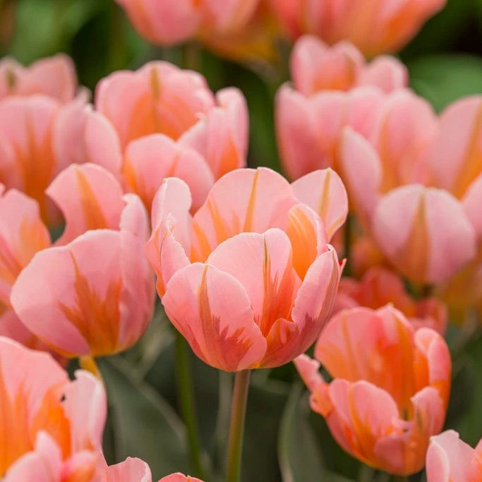 Rhapsody Bulb Collection - Image 3