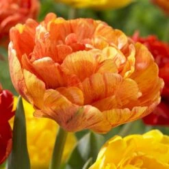 Sunlover Double Late Tulip