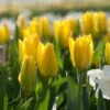 Yellow Emperor Tulip