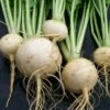 Amber Globe (Yellow Globe) Turnip