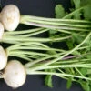 White Egg Turnip