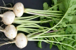 White Egg Turnip