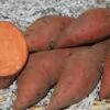 Hernandez Sweet Potato