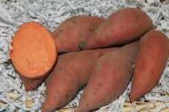 Hernandez Sweet Potato