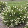 Vanilla Spice™ Clethra Alnifolia 'Caleb' - Summersweet - Proven Winners - 4" Pot