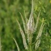 Culver's Root