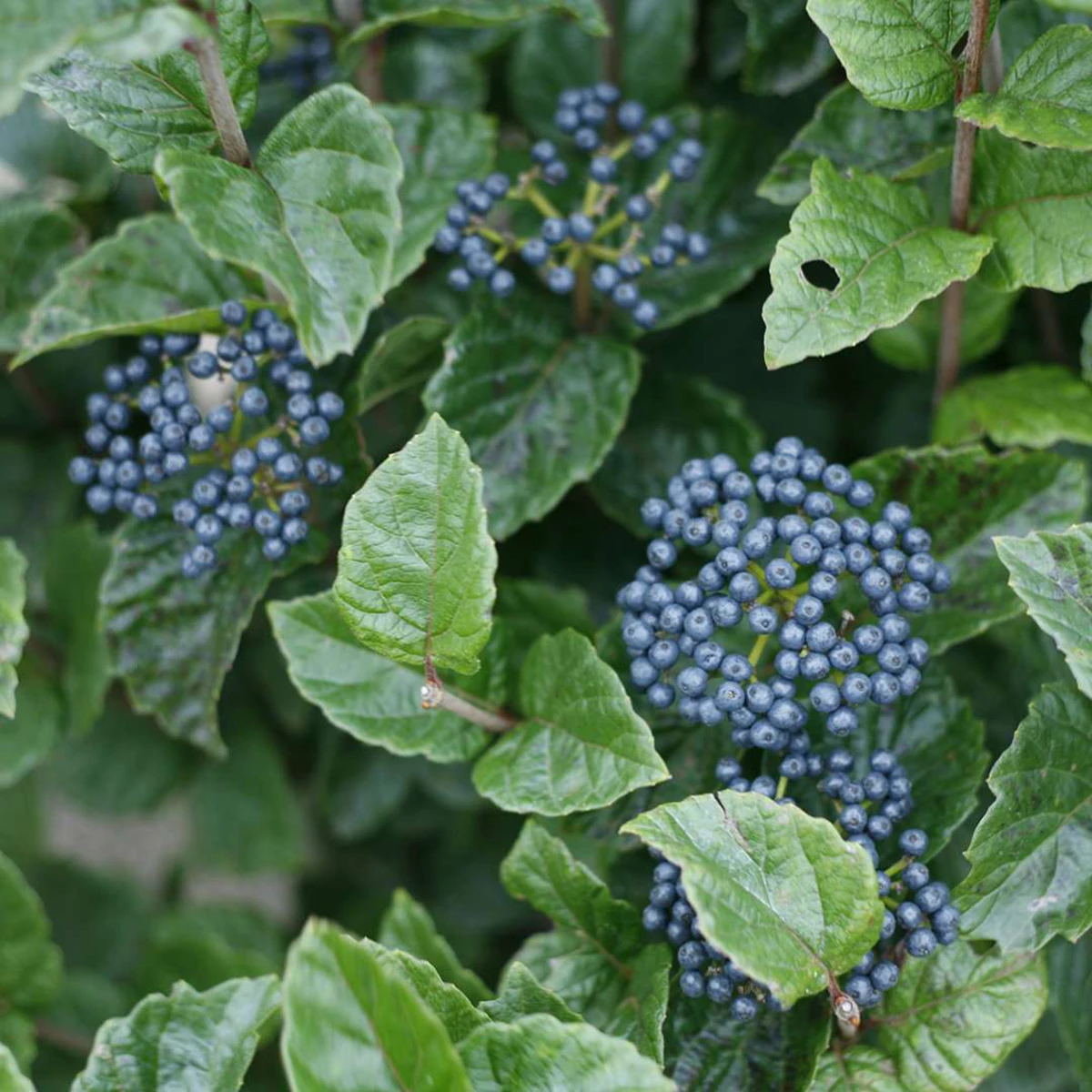 Glitters & Glows® Arrowwood Viburnum Shrub - Proven Winners - 4" Pot - Image 3