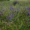 Hairy Vetch Seeds