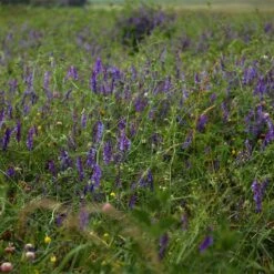 Hairy Vetch Seeds