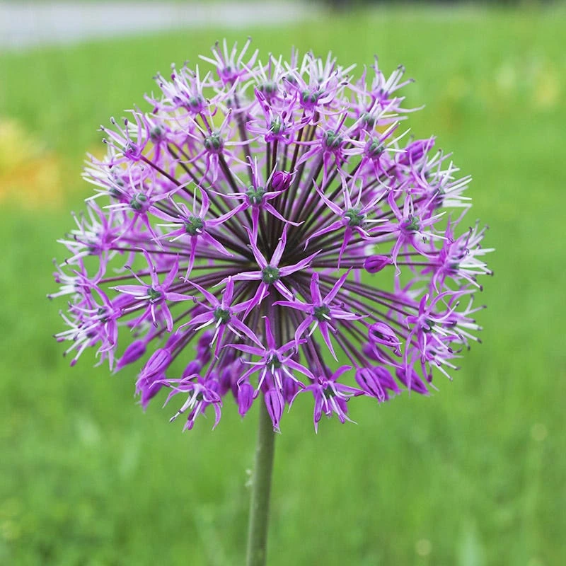 Violet Beauty Allium - Image 2