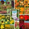 Warm Color Wildflower Seed Patches
