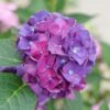 Wee Bit Grumpy® Bigleaf Hydrangea - 4" Pot - Proven Winners