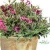 My Monet® Weigela - A Poetic Beauty/Foliage & Flowers - Proven Winners - 4" Pot