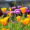 Western Pollinator Wildflower Seed Mix