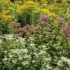 Wet Meadow Wildflower Seed Mix