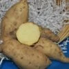 Hayman (White Hamon, White Haymon) Sweet Potato
