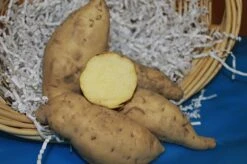 Hayman (White Hamon, White Haymon) Sweet Potato