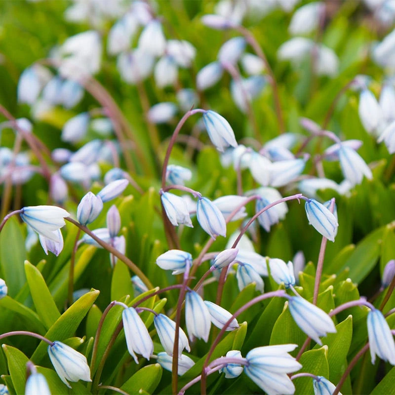 White Squill - Image 2