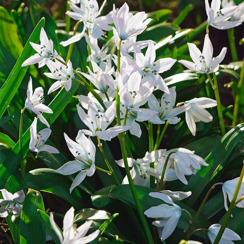 White Squill - Image 3