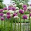 Wild About Allium Mix