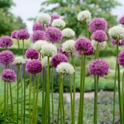 Wild About Allium Mix