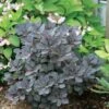 Winecraft Black Smokebush - 4" Pot - Cotinus - Proven Winners