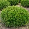 Winter Gem - Buxus - Grows In Sun Or Shade - 4" Pot