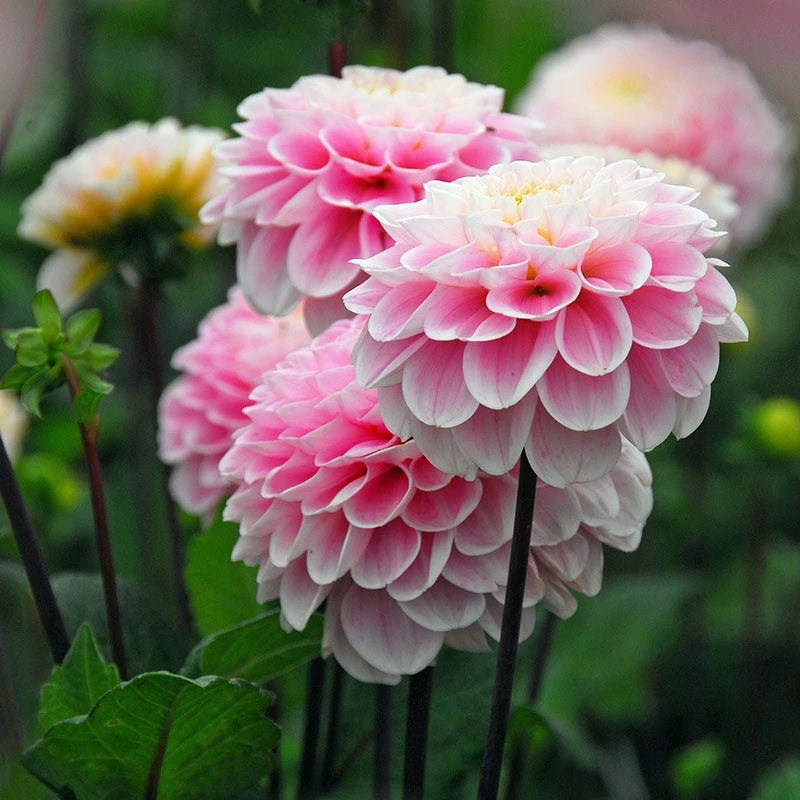 Wizard Of Oz Ball Dahlia - Image 2
