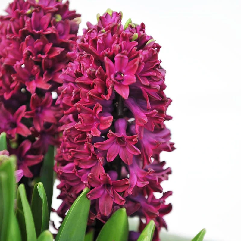 Woodstock Hyacinth - Image 2