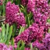 Woodstock Hyacinth