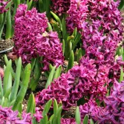 Woodstock Hyacinth
