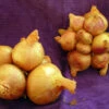 Yellow Potato Onion