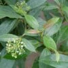 YIN™ Viburnum Shrub - Compact - Proven Winners - 4" Pot