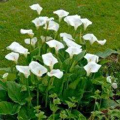 White Florist Calla Lily