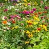 Mini Meadows Wildflower Seed Mix