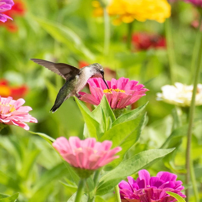 Buzz & Flutter Pollinator Wildflower Seed Collection - Image 7