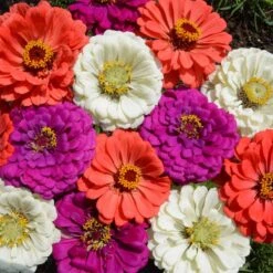 Under The Sea Zinnia Seed Mix